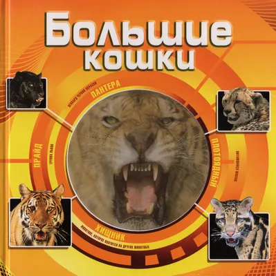 Большие кошки. Детская энциклопедия – купить по лучшей цене на сайте  издательства Росмэн