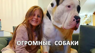 Самые крупные породы собак с названиями | FriendForPet