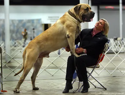 Самые большие собаки. ТОП-10 | ТОП | Дзен