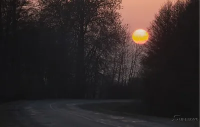 Утро в лиственном лесу, красивый пейзаж для фотообоев на стену