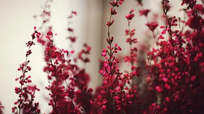Букет "Бордовый" цветы Липецк
