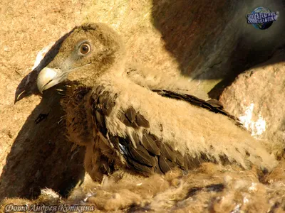 Бородач, или ягнятник (Gypaetus barbatus) | Взгляд на мир через об'ектив |  Дзен