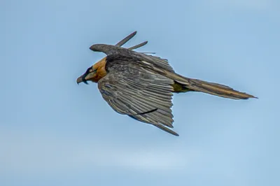 Бородач, или ягнятник (Gypaetus barbatus) | Взгляд на мир через об'ектив |  Дзен