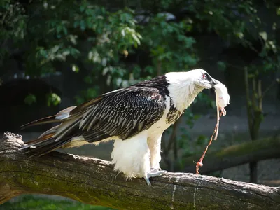 Бородач (Gypaetus barbatus aureus) — Зоопарк «Лимпопо» г. Нижний Новгород –  Нижегородский зоопарк