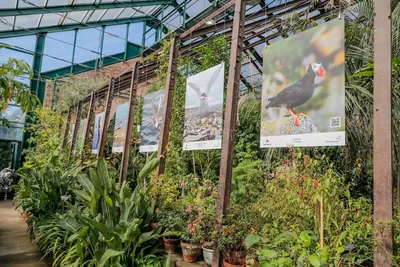 v. 2 - The birds of Europe. - Biodiversity Heritage Library | Ботанические  иллюстрации, Отпечатки птичьих лап, Иллюстрации