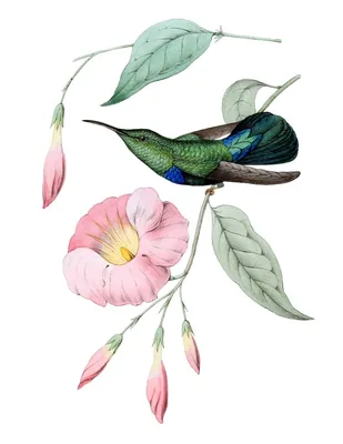 Ботанические птиц картинки