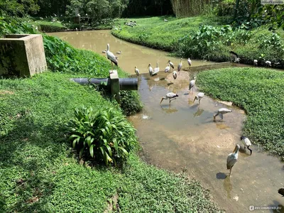 Парк птиц Таман Берунг, Куала-Лумпур - «Уникальный малайзийский парк ? ?  птиц без клеток и вольеров. Незабываемые впечатления вам точно обеспечены,  ведь это действительно удивительное место?! » | отзывы