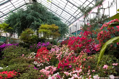 О Петербурге - Ботанический сад