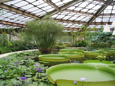 Трава-убийца и кактусы-горцы: самые странные растения оранжереи Ботанического  сада в Новосибирске - 