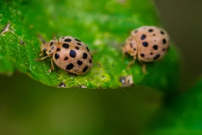 Обои Животные Божьи коровки, обои для рабочего стола, фотографии животные, божьи  коровки, отражение, насекомые, зелень, роса, вода, капли, рендеринг, макро,  божья, коровка, жук Обои для рабочего стола, скачать обои картинки заставки  на