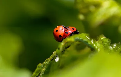 гну?* / Моё фото :: Coccinellidae :: сходка божьих коровок :: оргия божьих  коровок :: Божьи коровки / смешные картинки и другие приколы: комиксы, гиф  анимация, видео, лучший интеллектуальный юмор.