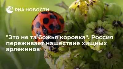 Это не та божья коровка". Россия переживает нашествие хищных арлекинов -  РИА Новости, 