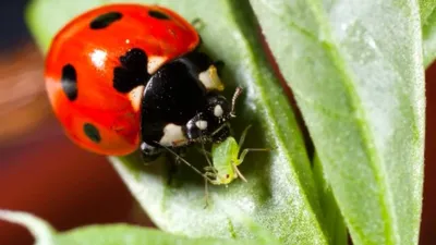 Притча для детей "Божья коровка"🐞 | Радуга знаний | Дзен