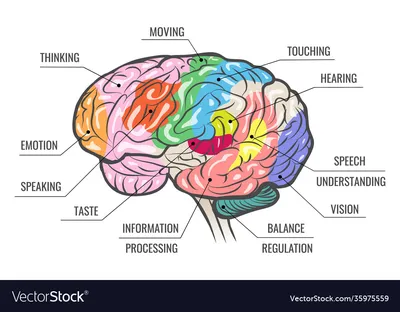 Human brain function map Royalty Free Vector Image