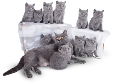 Британские котята - о табби окрасах | Британские котята GALA-CAT | Дзен