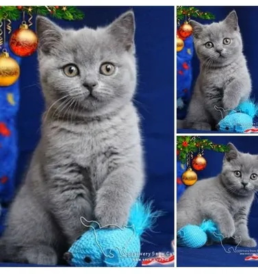 Голубые плюшевые британские котята – купить с рук, город Москва