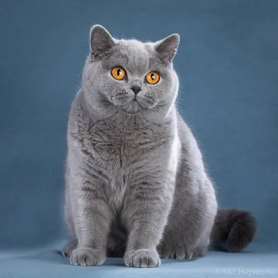 Корм Роял Канин для Британских кошек (Royal Canin British Shorthair Adult)