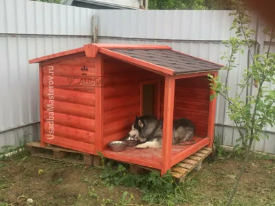 Как выбрать будку для собаки и какой она должна быть