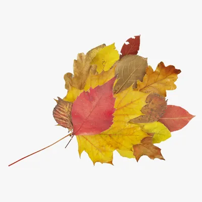 Пазл «Букет осенних листьев» из 165 элементов | Собрать онлайн пазл №227919