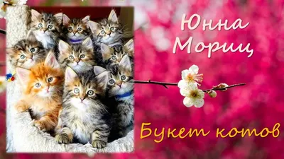 Стих «Букет котов» | Кот, Букет, Стихи