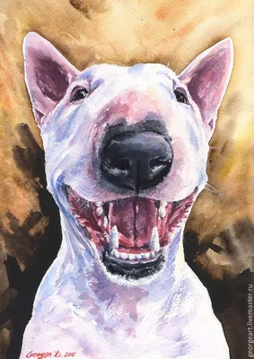 Black and White Bull Terrier Dog Drawing