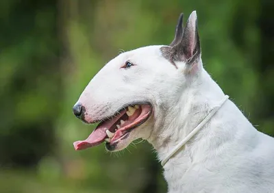 Бультерьер (Bull terrier) - это смелая, мощная и очень выносливая порода  собак. Описание, фото, отзывы о породе.