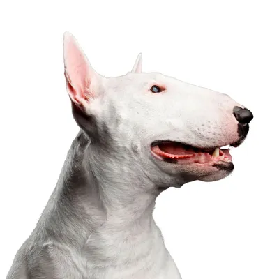 Bullterrier бультерьер | Бультерьер, Бультерьер мини, Собаки