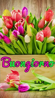 Condividi le nostre bellissime immagini per augurare un Buongiorno!