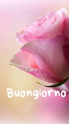 Buongiorno | Buongiorno, Buongiorno immagini, Immagini