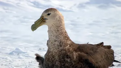 Тонкоклювый буревестник - eBird