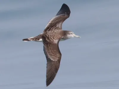 Короткохвостый буревестник, Puffinus tenuirostris, в море стоковое фото  ©hstiver 278506690