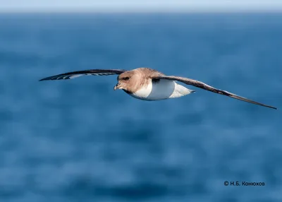 Чёрный буревестник - eBird