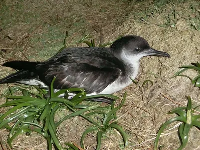 Серый буревестник - eBird