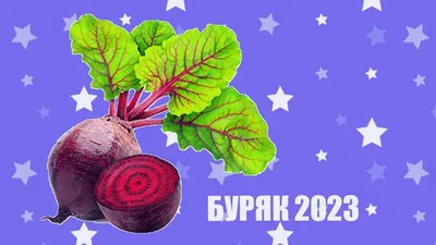 Буряк столовий "Округлий темно-червоний" Агроном - Garden Club