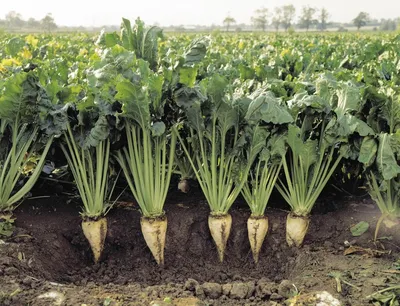 File:Beta vulgaris var conditiva Буряк столовий сорт Бордо харківський.jpg  - Wikimedia Commons