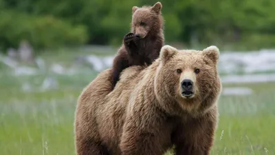 Бурый медведь | Russian Geographical Society