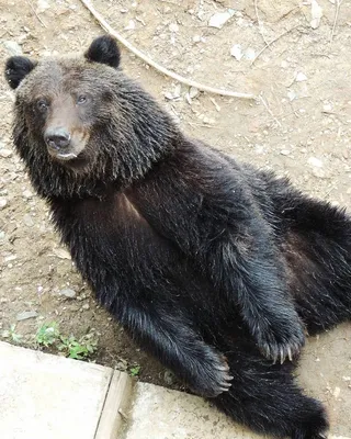 На Чаяндинском месторождении в Якутии обнаружили еще одного медведя - РИА  Новости, 