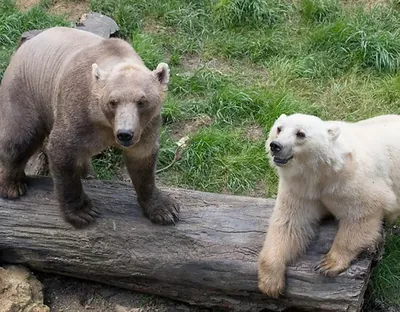 Камчатский бурый медведь у реки Гейзерной в Долине гейзеров на Камчатке |  Фотографии: камчатский бурый медведь | Фотографии Камчатки | Камчатский  край, Петропавловск-Камчатский — краеведческий сайт о Камчатке: история  Камчатки, география и