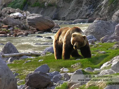 Бурый медведь (Ursus arctos) — Зоопарк «Лимпопо» г. Нижний Новгород –  Нижегородский зоопарк