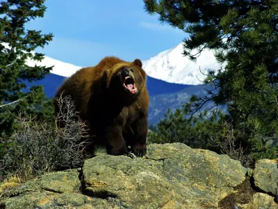 В Узбекистане на охоте россиянин застрелил краснокнижного бурого медведя -  РИА Новости, 