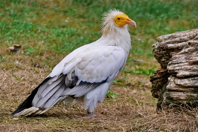 Андский кондор — Википедия