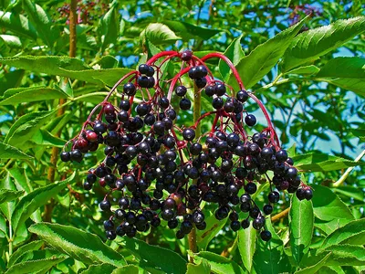 Бузина черная "Ауреа"(Sambucus nigra 'Aurea')