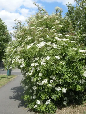 Бузина черная Блэк Тауэр: купить в Москве саженцы Sambucus nigra Black  Tower в питомнике «Медра»