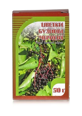 Питомник растений "Урожай" Вологда - Бузина черная Блэк Бьюти 60см