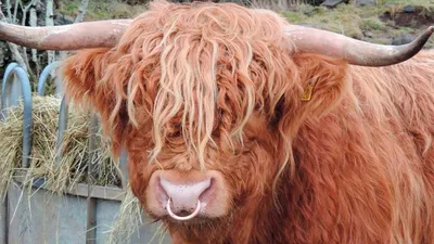 Зачем быку вставляют кольцо в нос, и почему корове не обойтись без дойки