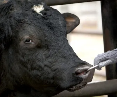 При взгляде на этого быка с кольцом в носу что-то холодеет внутри! 🐮 🐂 🐄  | Фотоблог №1005001 | Дзен