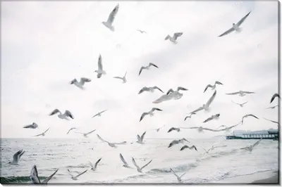 Чайки над северным морем | Пикабу
