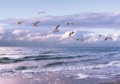 Чайки над морем — Фото №44583