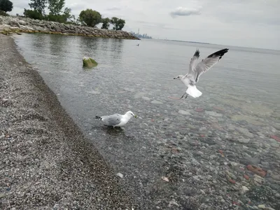 Фотографии чайки Птицы воде Животные