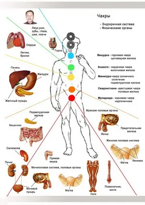 Знакомство с чакрами - Dryade - тонкая анатомия человека